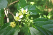 <strong>Grewia crenata - Ramon, Laurence - 75</strong><br />© Ramon, Laurence